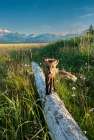 Red fox on log. Katmai National Park, Alaska Art Print